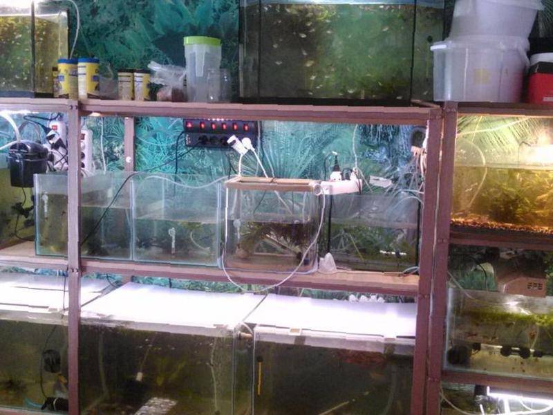 Выращивание раков в аквариуме как бизнес: Выращивание и разведение раков в домашних условиях