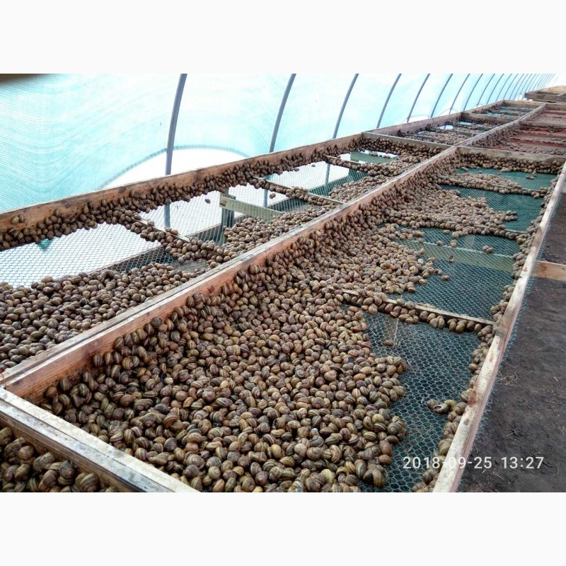 Как разводят виноградных улиток: Выращивание виноградных улиток | Бизнес идея 2021