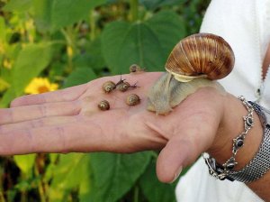 Виноградная улитка