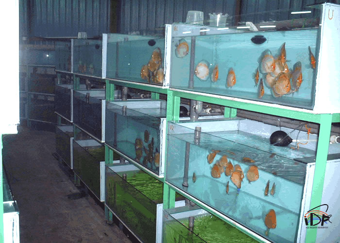 Выращивание раков в аквариуме как бизнес: Выращивание и разведение раков в домашних условиях