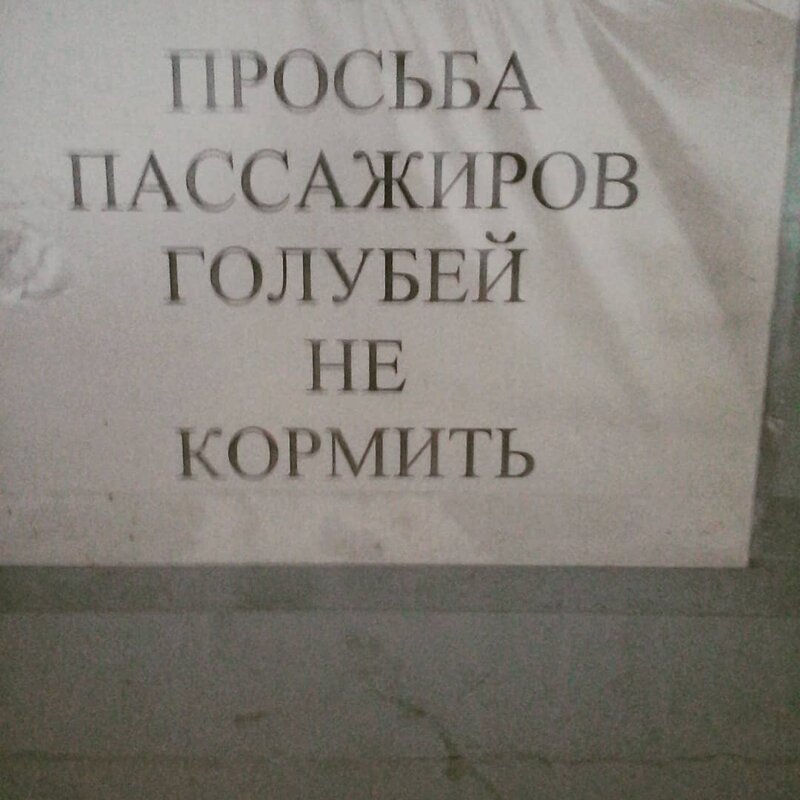 1. Голубей или пассажиров не кормить?