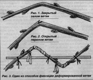 Схема заготовки одревесневших черенков яблони