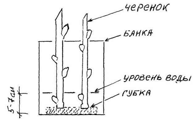 Схема укоренения черенка