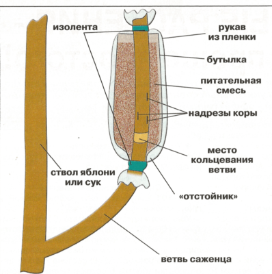 Схема укоренения воздушного отводка