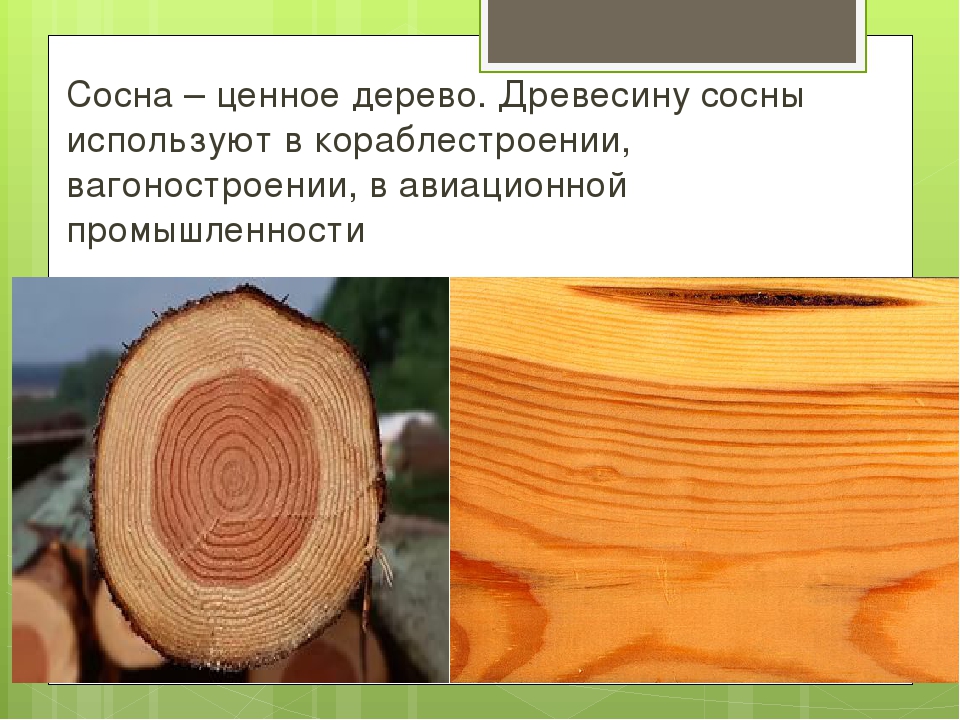 Что получают из дерева: Страница не найдена - Строительные материалы от А до Я