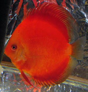 Дискус фото Красный рубиновый дискус (Red Ruby Discus)