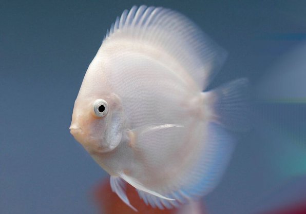 фото SnowWhiteDiscus Белые дискусы