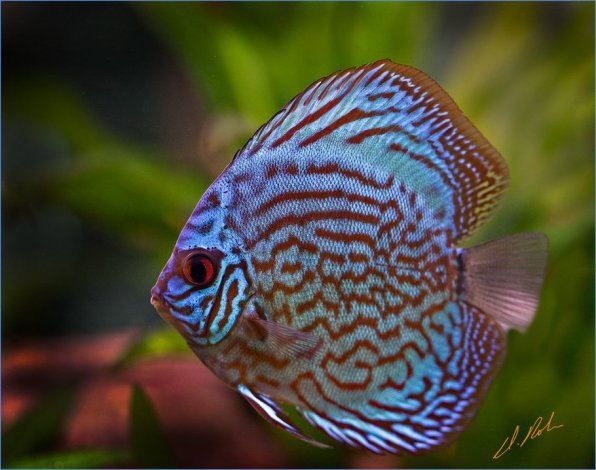 фото Королевский голубой дискус (Royal Blue Discus)