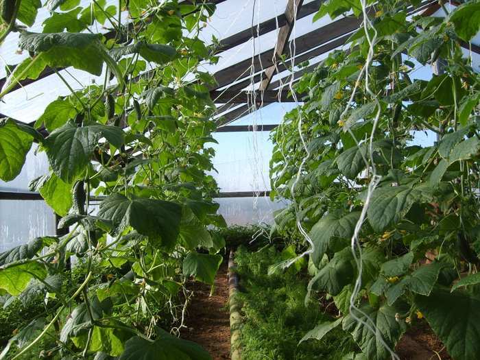 Выращивание огурцов как бизнес: Бизнес на выращивании огурцов в теплице (2021) — с чего начать и сколько можно заработать