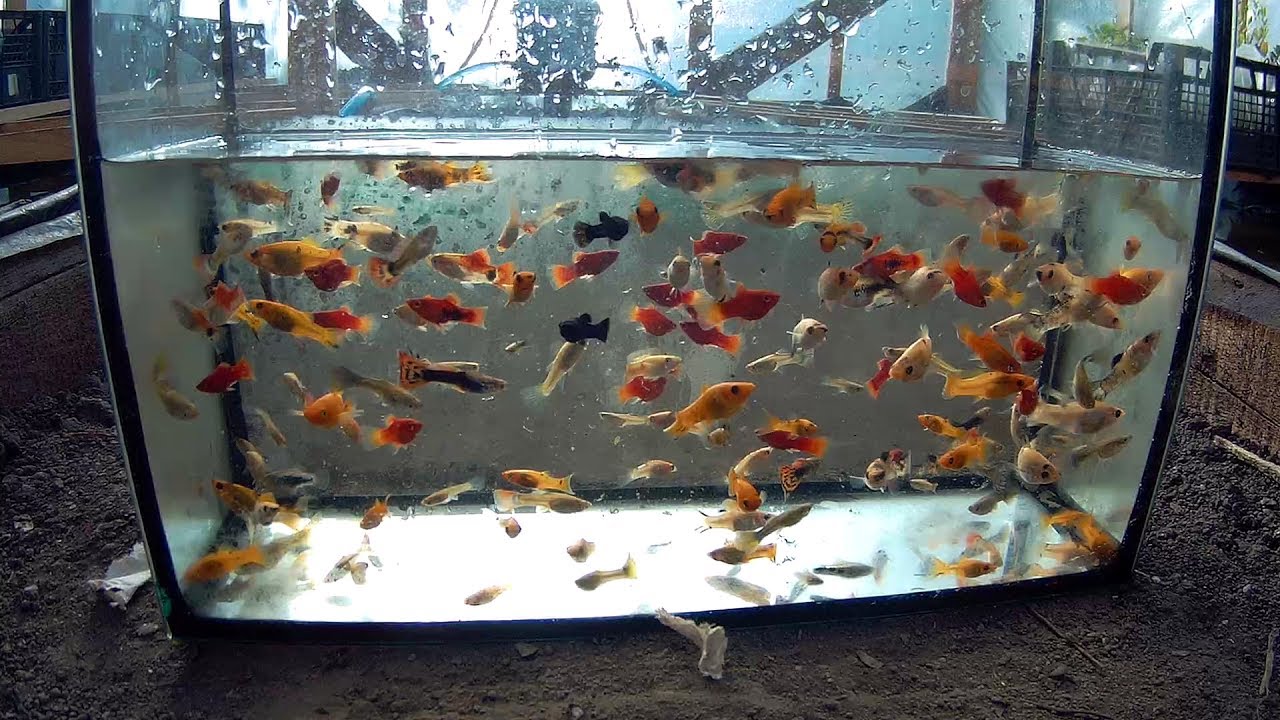 Аквариум как начать разводить рыбок: Аквариум как начать разводить рыбок