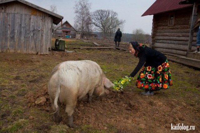 Приколы про русский шоу-бизнес (50 фото)