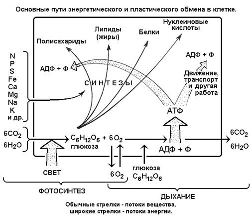 Что такое сегменты в биологии: Сегмент - это... Что такое Сегмент?