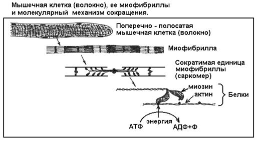 Что такое сегменты в биологии: Сегмент - это... Что такое Сегмент?