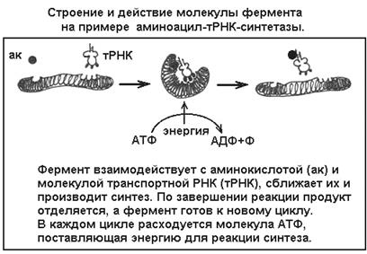 Что такое сегменты в биологии: Сегмент - это... Что такое Сегмент?