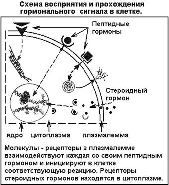 Что такое сегменты в биологии: Сегмент - это... Что такое Сегмент?