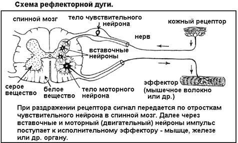 Что такое сегменты в биологии: Сегмент - это... Что такое Сегмент?