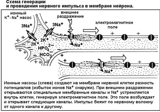 Что такое сегменты в биологии: Сегмент - это... Что такое Сегмент?