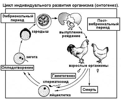 Что такое сегменты в биологии: Сегмент - это... Что такое Сегмент?