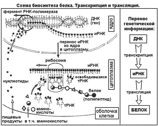 Что такое сегменты в биологии: Сегмент - это... Что такое Сегмент?