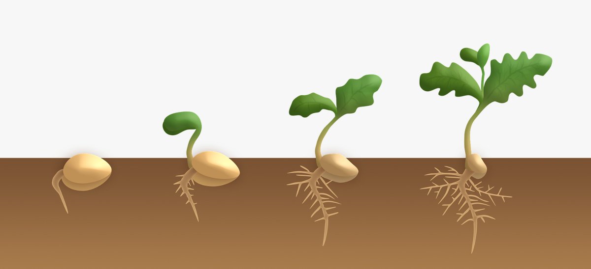 Этапы роста: Фазы роста и развития зерновых культур и зерна