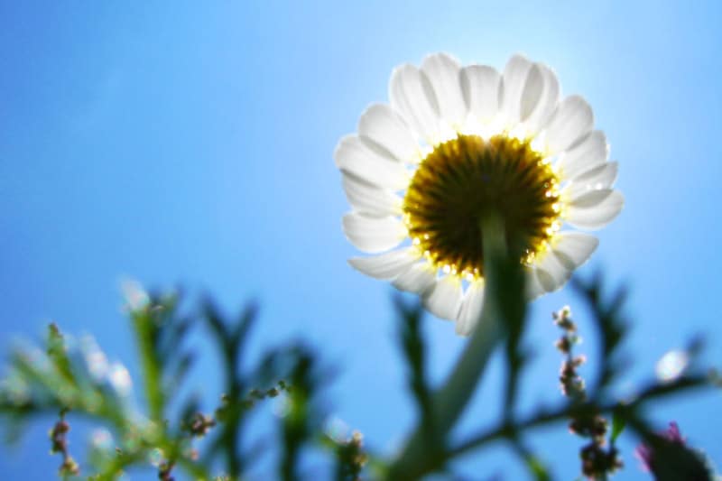 White flower