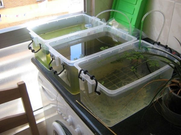 Как разводить рыбок в аквариуме: Разведение аквариумных рыбок в домашних условиях с чего начать – Аквариум как начать разводить рыбок - Вопросы