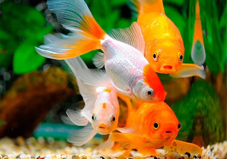 Разведение аквариумных рыбок: Разведение аквариумных рыбок в домашних условиях с чего начать – Разведение аквариумных рыбок | Блог аквариумиста