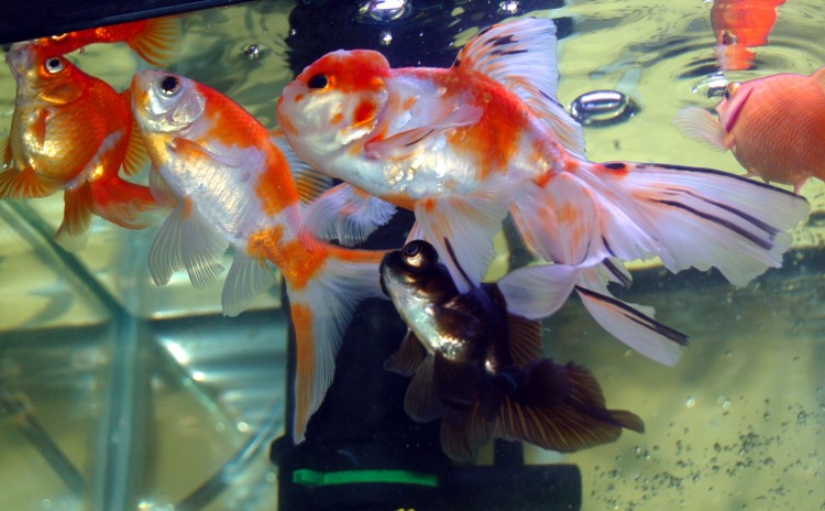 Разведение аквариумных рыбок: Разведение аквариумных рыбок в домашних условиях с чего начать – Разведение аквариумных рыбок | Блог аквариумиста