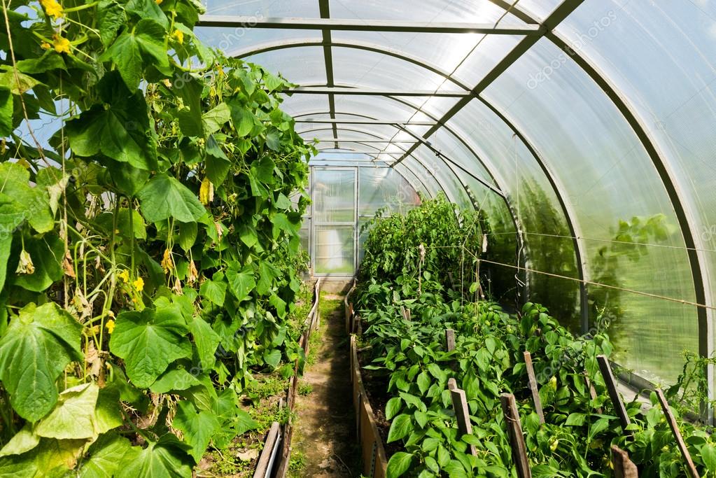 Выращивание огурцов как бизнес: Бизнес на выращивании огурцов в теплице (2021) — с чего начать и сколько можно заработать