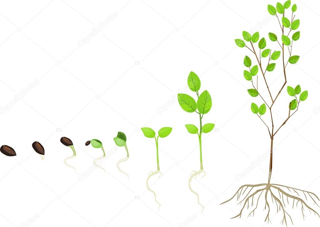 Этапы роста: Фазы роста и развития зерновых культур и зерна