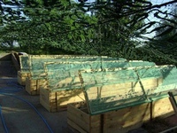 Как разводят виноградных улиток: Выращивание виноградных улиток | Бизнес идея 2021