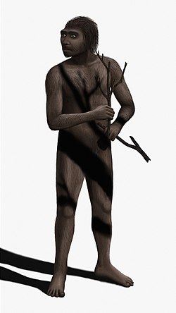 Homo erectus.JPG
