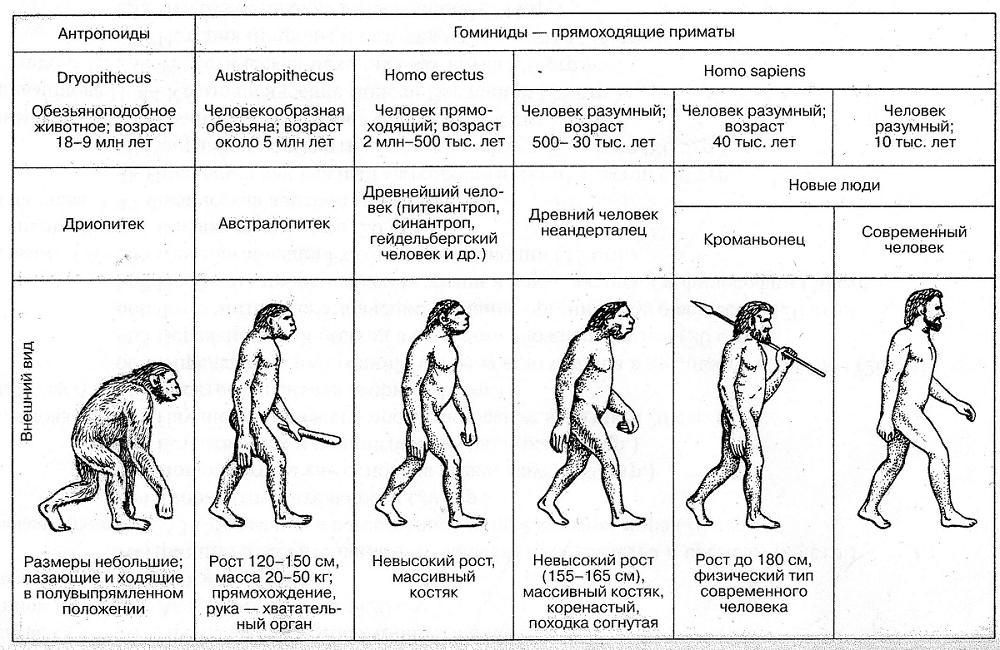 Эволюция человека