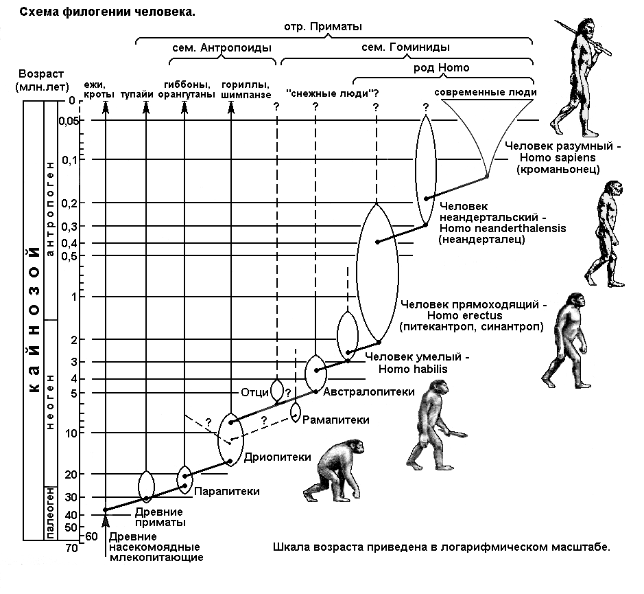 Филогенетическое дерево человека